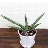 Buy Star Sansevieria plant online nursery nisargaBuy Star Sansevieria plant online nursery nisarga