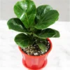 Buy Ficus Lyrata - Fiddle leaf Fig plant online - Nursery Nisarga