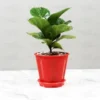 Buy Ficus Lyrata - Fiddle leaf Fig plant online - Nursery Nisarga