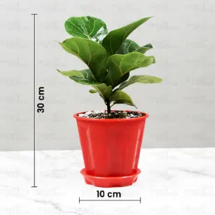 Buy Ficus Lyrata - Fiddle leaf Fig plant online - Nursery Nisarga