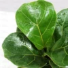 Buy Ficus Lyrata - Fiddle leaf Fig plant online - Nursery Nisarga