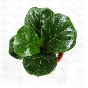 Buy Ficus Lyrata - Fiddle leaf Fig plant online - Nursery Nisarga