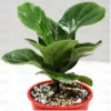 Buy Ficus Lyrata - Fiddle leaf Fig plant online - Nursery Nisarga