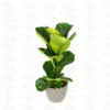 Buy Ficus Lyrata - Fiddle leaf Fig plant online - Nursery Nisarga