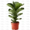 Buy Ficus Lyrata - Fiddle leaf Fig plant online - Nursery Nisarga