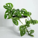 Monstera-adansonii-Philodendron