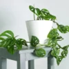 Monstera-adansonii-Philodendron