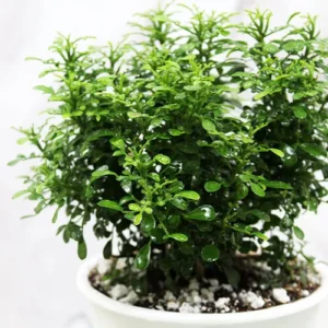 Buy Miniature Madhukamini (Murraya paniculata) Cestrum aurantiacum online at Nursery Nisarga