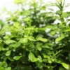 Buy Miniature Madhukamini (Murraya paniculata) Cestrum aurantiacum online at Nursery Nisarga