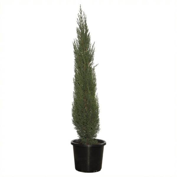 pencil pine plant