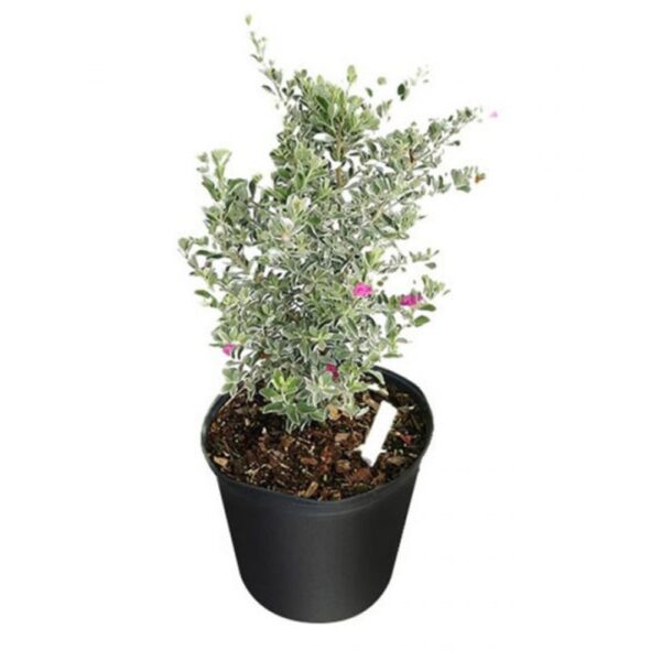 Buy Nikotia plant or leucophyllum plant online at Nursery Nisarga