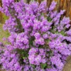 Buy Nikotia plant or leucophyllum plant online at Nursery Nisarga