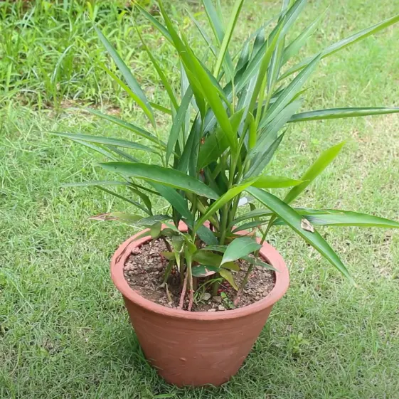 Buy Elaichi Plant - Velchi, True Cardamom online - Nursery Nisarga