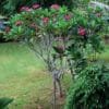 Buy Plumeria | Red Champa plant online at Nursery Nisarga