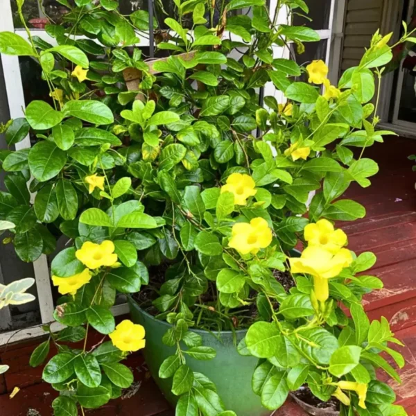 Buy Allamanda Creeper (Yellow), Pentalinon Luteum Online from Nursery Nisarga