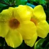 Buy Allamanda Creeper (Yellow), Pentalinon Luteum Online from Nursery Nisarga