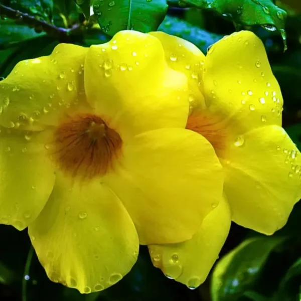 Buy Allamanda Creeper (Yellow), Pentalinon Luteum Online from Nursery Nisarga