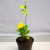 Buy Allamanda Creeper (Yellow), Pentalinon Luteum Online from Nursery Nisarga