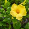Buy Allamanda Creeper (Yellow), Pentalinon Luteum Online from Nursery Nisarga