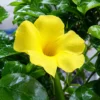 Buy Allamanda Creeper (Yellow), Pentalinon Luteum Online from Nursery Nisarga