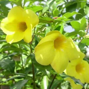 Buy Allamanda creeper plant with yellow flower