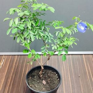 Buy Aparajita plant online at Nursery Nisarga