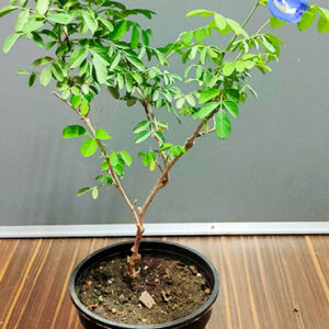 Buy Aparajita plant online at Nursery Nisarga