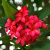 Buy Plumeria | Red Champa plant online at Nursery Nisarga