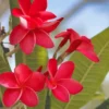 Buy Plumeria | Red Champa plant online at Nursery Nisarga