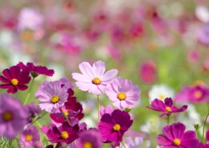 Cosmos (Evergreen Flowering Plant)