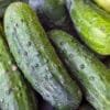 Buy Cucumber seeds, Kakadi online on Nursery Nisarga