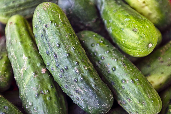 Buy Cucumber seeds, Kakadi online on Nursery Nisarga
