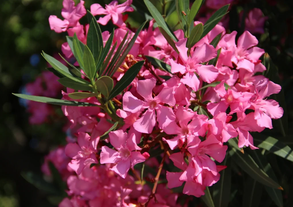 Evergreen Flowering plant