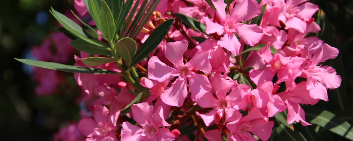 Evergreen Flowering plant