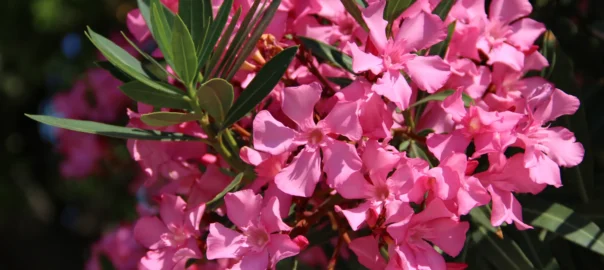 Evergreen Flowering plant