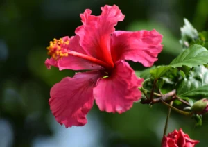 Hibiscus Flower