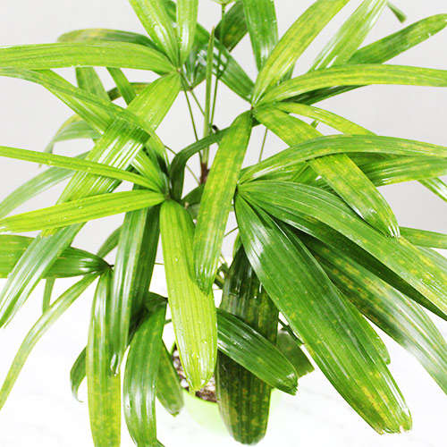 Buy Rhapis Excelsa – Lady Palm – Bamboo Palm - Nursery Nisarga