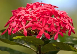 Ixora (Evergreen Flowering Plant)