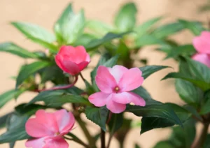 Impatiens (Impatiens walleriana)