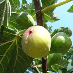 Buy Anjeer Plant - Indian fig, common fig online