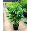Buy Rhapis Excelsa - Lady Finger Palm - Bamboo Palm from Nursery Nisarga