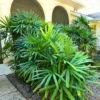 Buy Rhapis Excelsa - Lady Finger Palm - Bamboo Palm from Nursery Nisarga