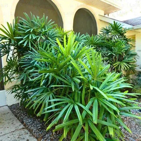 Buy Rhapis Excelsa - Lady Finger Palm - Bamboo Palm from Nursery Nisarga