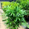 Buy Rhapis Excelsa - Lady Finger Palm - Bamboo Palm from Nursery Nisarga