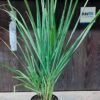 Buy Lemon Grass (Cymbopogon citratus) - Tea Grass Plant From Nursery Nisarga