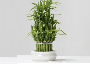 Lucky Bamboo plant growing in a small ceramic pot, its slender stems reaching upward with lush green foliage.