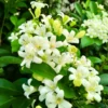 Buy Madhukamini Plant, Murraya paniculata-Plant from Nursery Nisarga