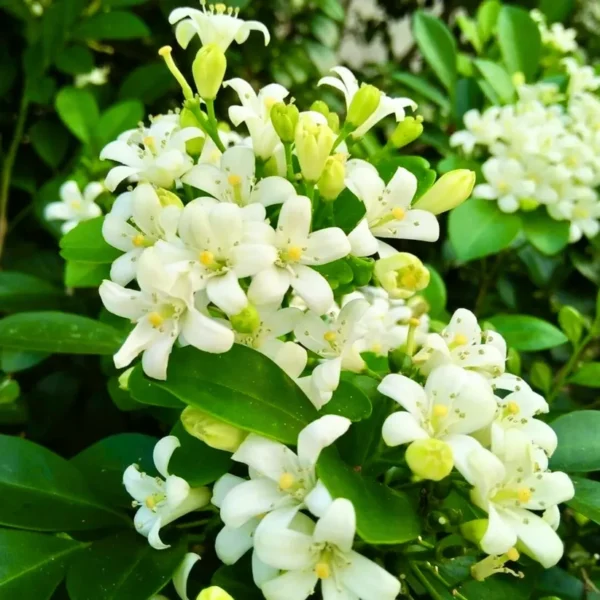 Buy Madhukamini Plant, Murraya paniculata-Plant from Nursery Nisarga