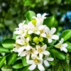 Buy Madhukamini Plant, Murraya paniculata-Plant from Nursery Nisarga