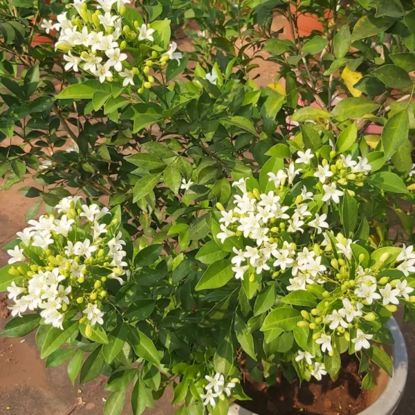Buy Madhukamini Plant, Murraya paniculata-Plant from Nursery Nisarga